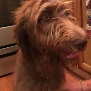 Meet your Posher, Connie